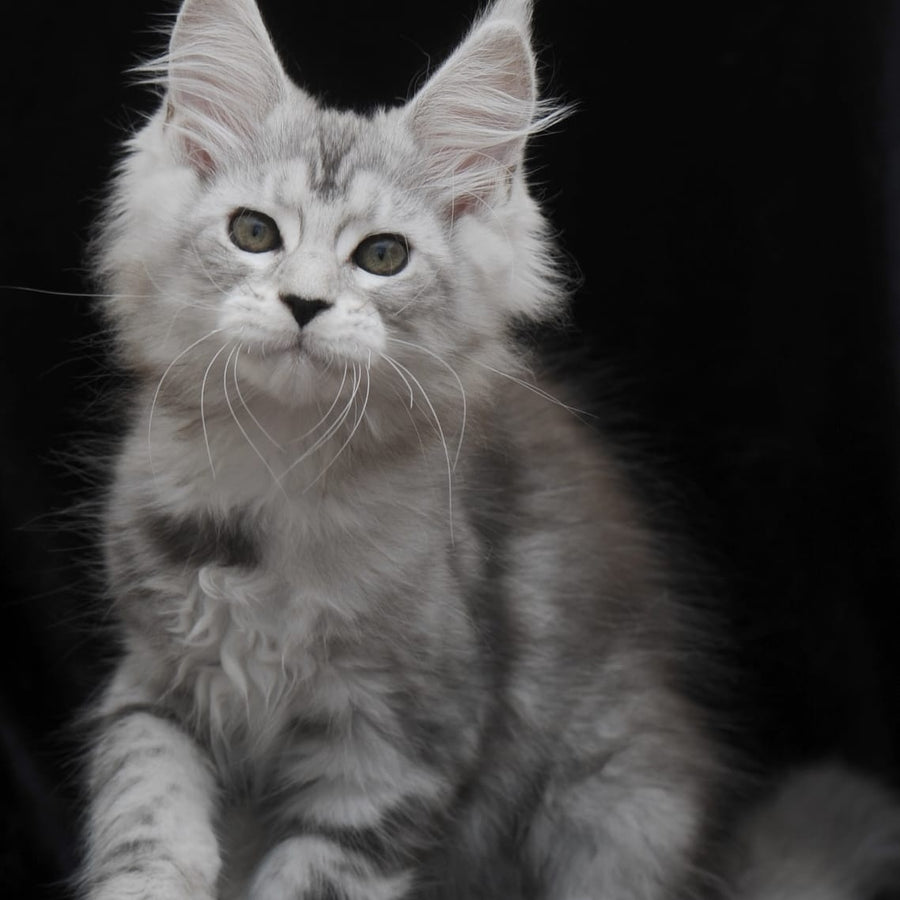 Onega Maine Coon female, black silver tabby