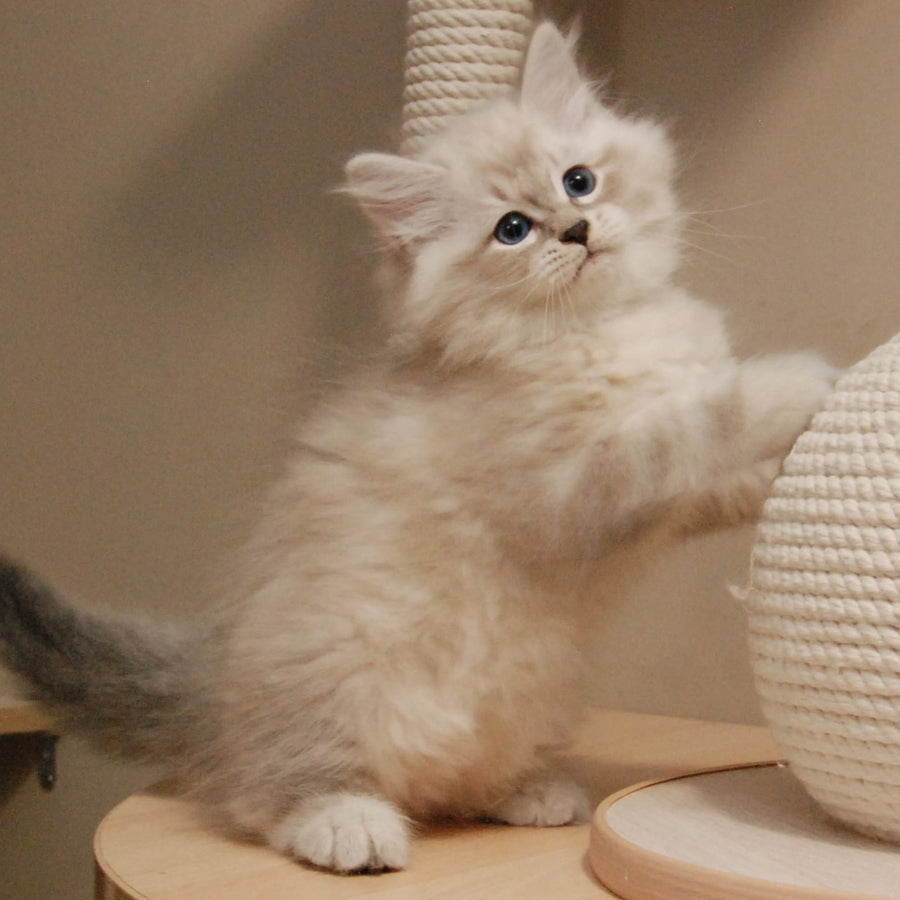 Chico Siberian male, blue tabby pointed