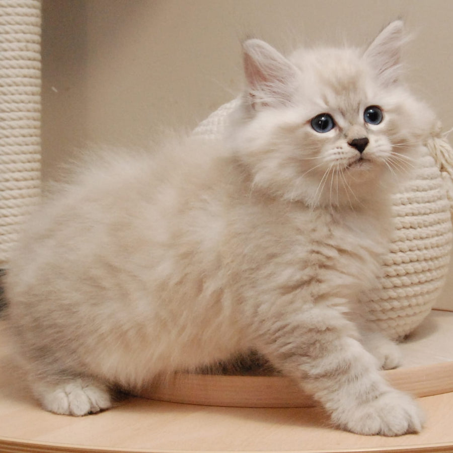 Chico Siberian male, blue tabby pointed
