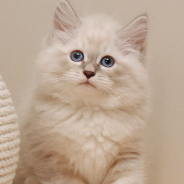 Chief Siberian male, blue tabby pointed