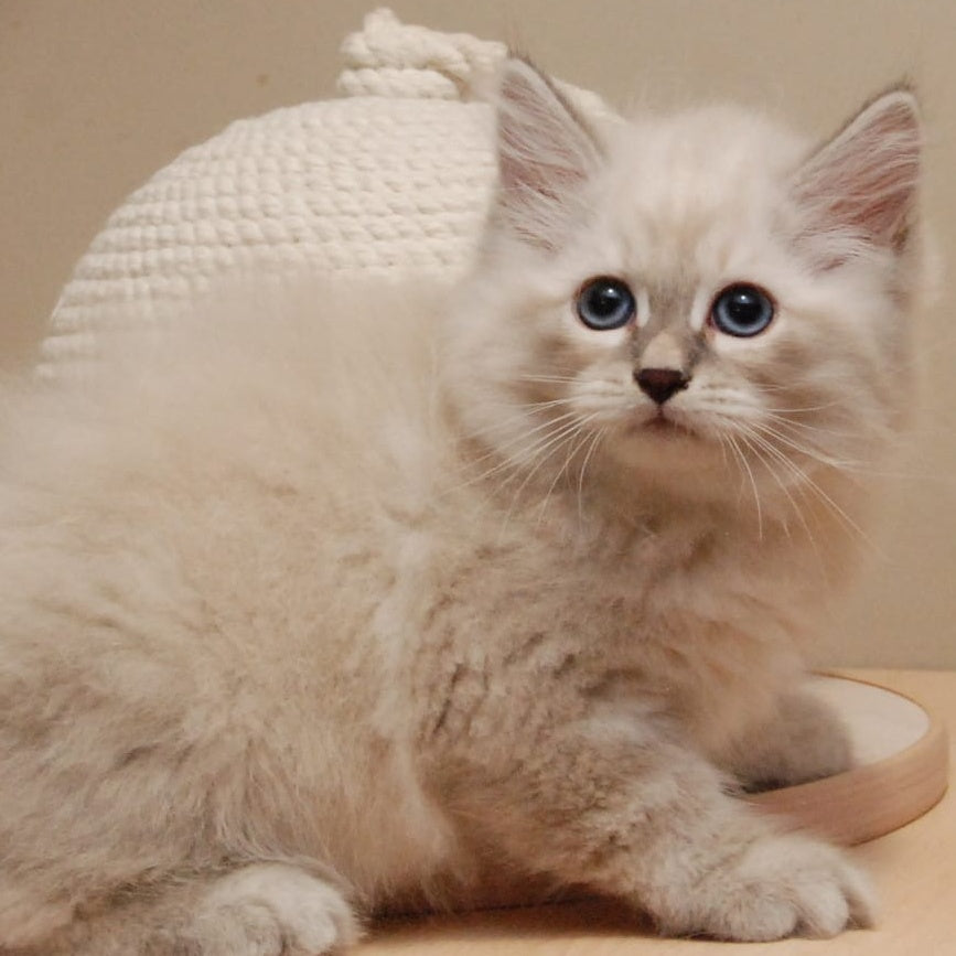Chief Siberian male, blue tabby pointed
