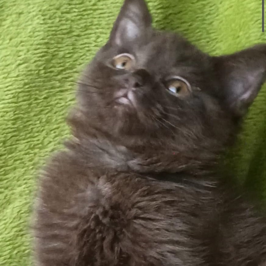 Agat British Shorthair male, chocolate