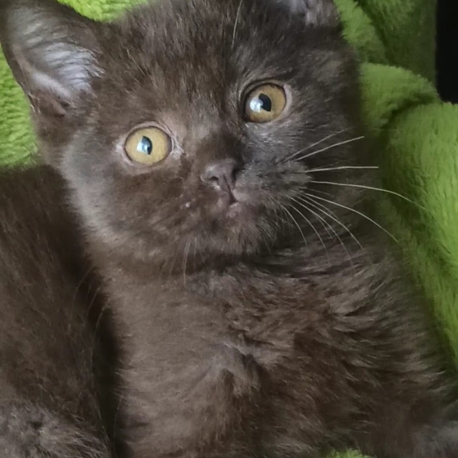 Agat British Shorthair male, chocolate
