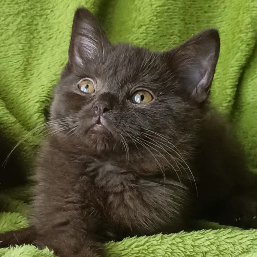Agat British Shorthair male, chocolate