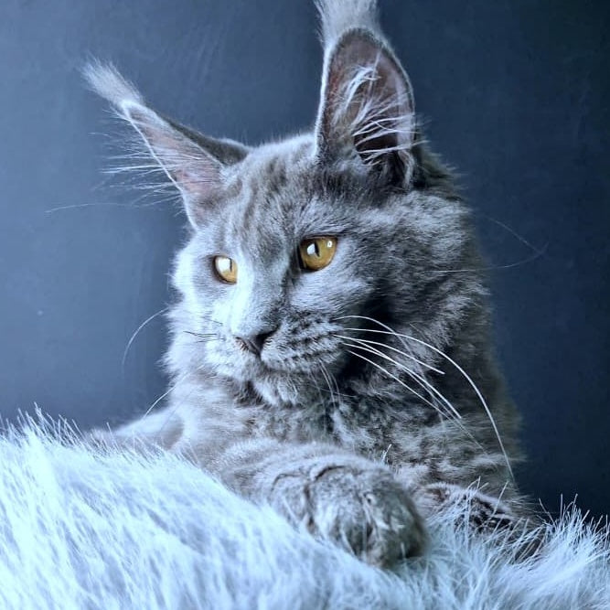 Kali Maine Coon female, blue