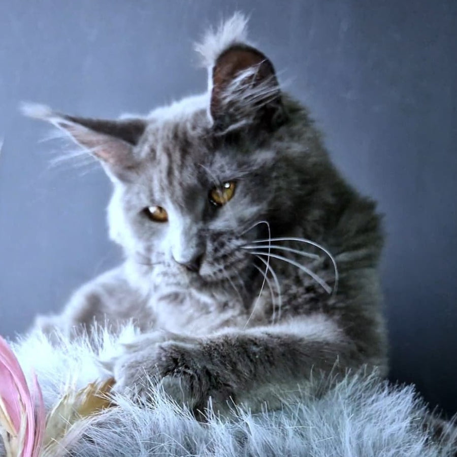 Kali Maine Coon female, blue