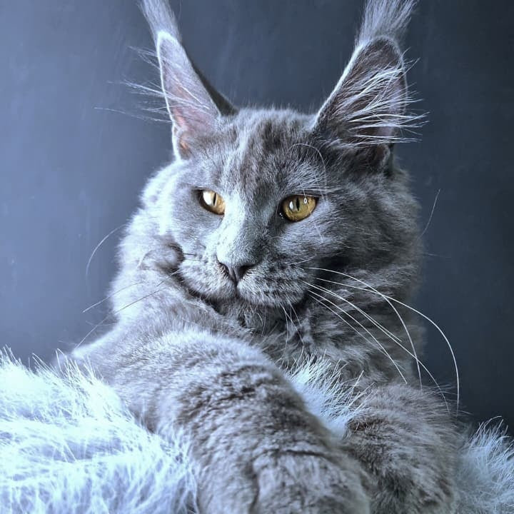 Kali Maine Coon female, blue