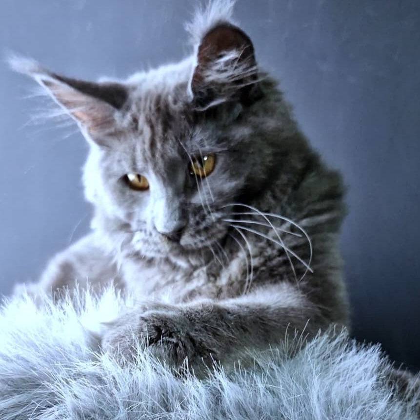 Kali Maine Coon female, blue