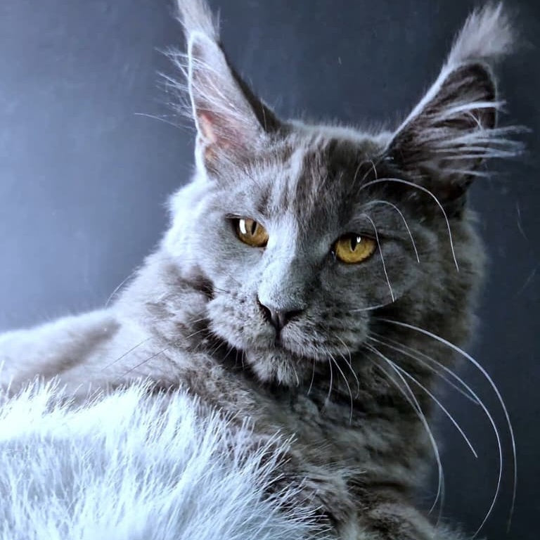 Kali Maine Coon female, blue