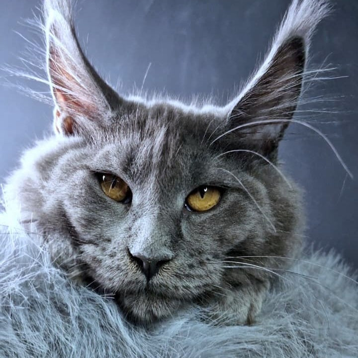 Kali Maine Coon female, blue