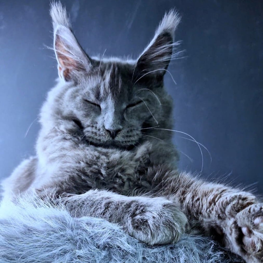 Kali Maine Coon female, blue
