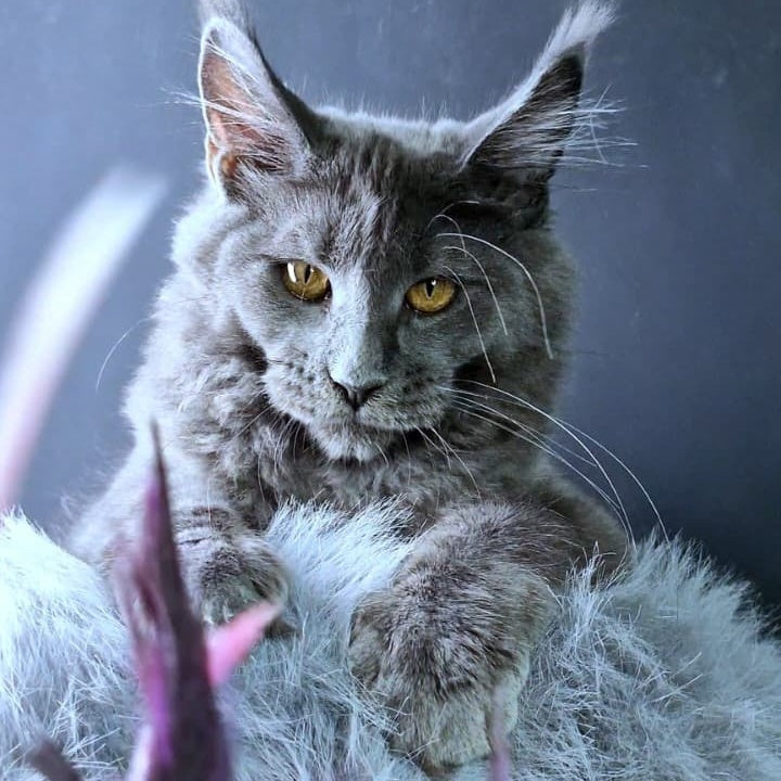 Kali Maine Coon female, blue