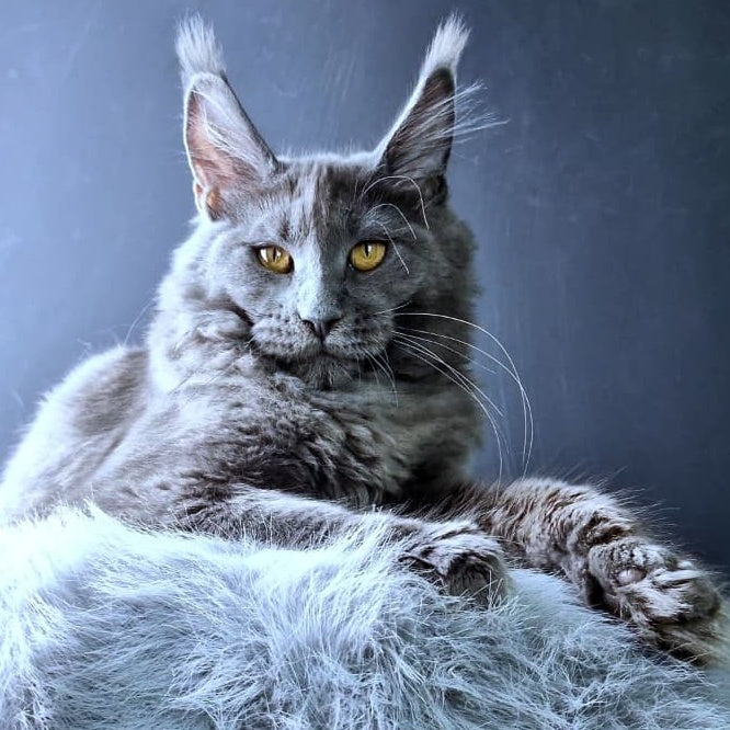 Kali Maine Coon female, blue