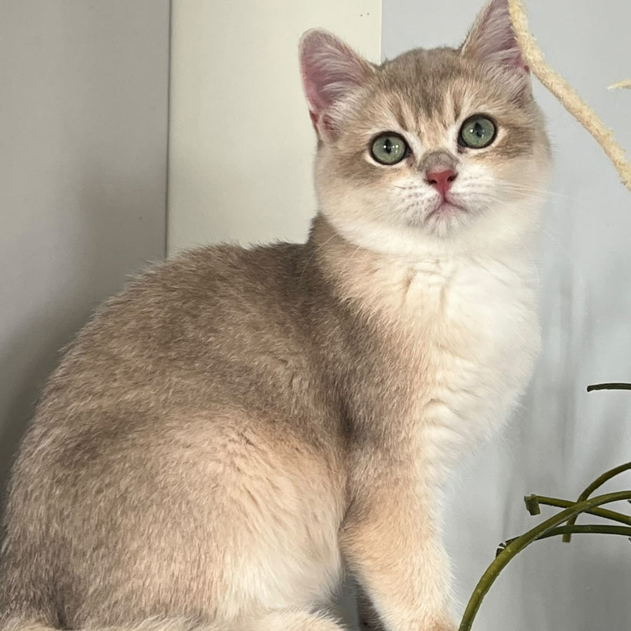 Urman British Shorthair male, blue golden chinchilla