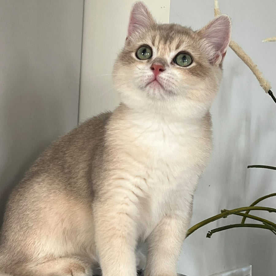 Urman British Shorthair male, blue golden chinchilla