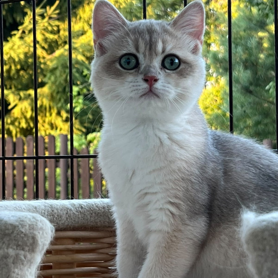 Urman British Shorthair male, blue golden chinchilla