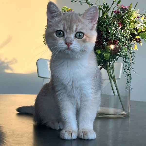Urman British Shorthair male, blue golden chinchilla