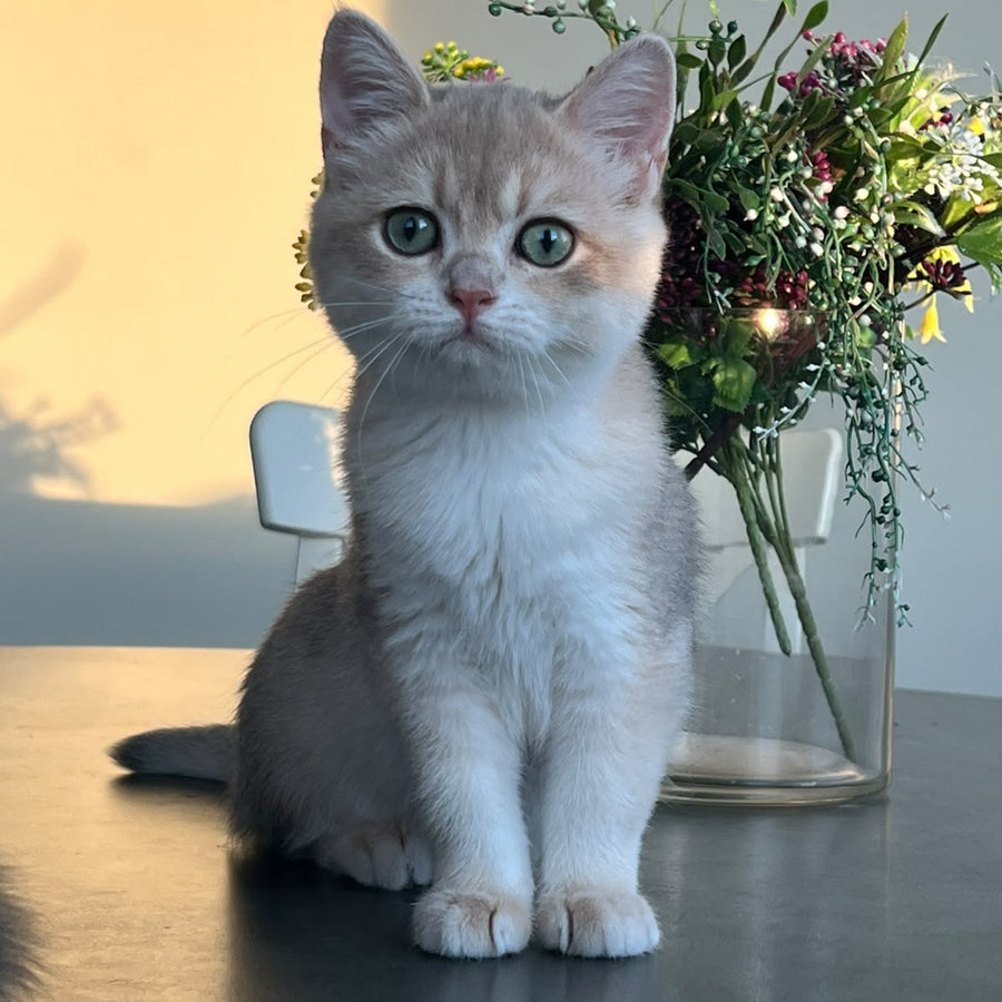 Urman British Shorthair male, blue golden chinchilla
