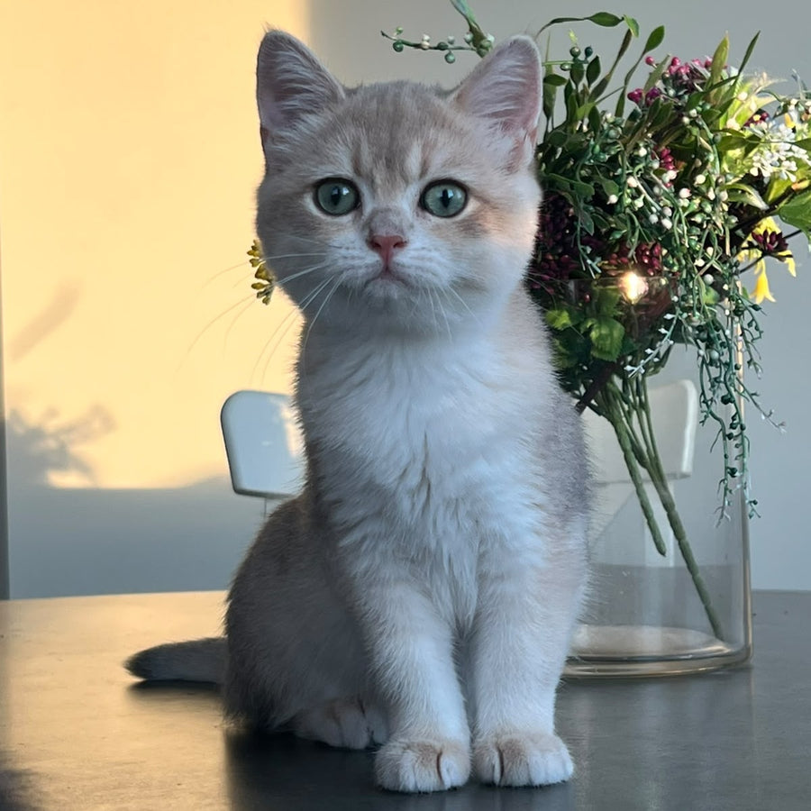 Urman British Shorthair male, blue golden chinchilla