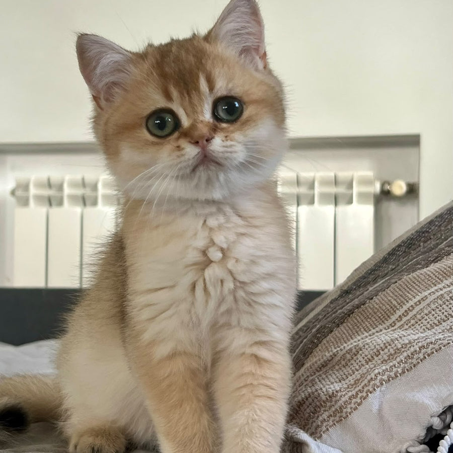 Winnie British Shorthair male, black golden shaded