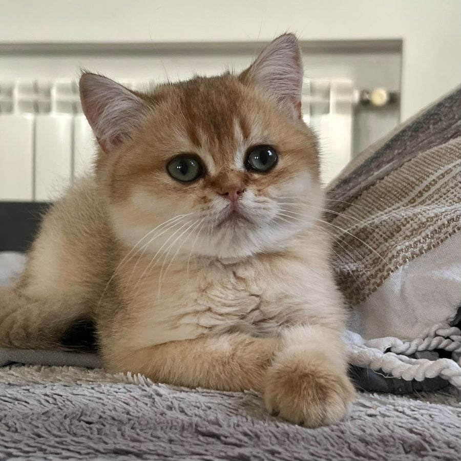 Winnie British Shorthair male, black golden shaded