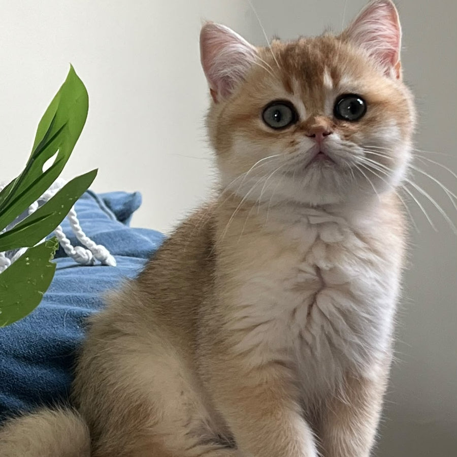 Winnie British Shorthair male, black golden shaded