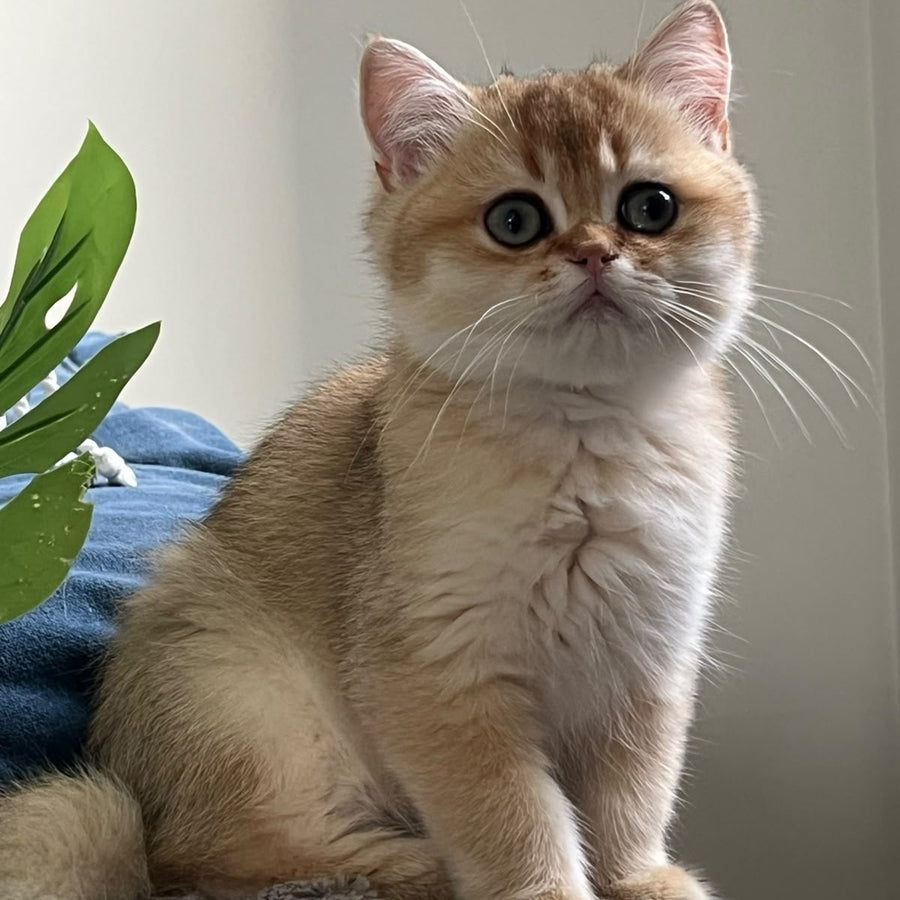 Winnie British Shorthair male, black golden shaded