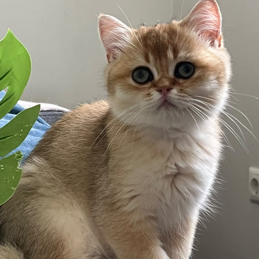 Winnie British Shorthair male, black golden shaded
