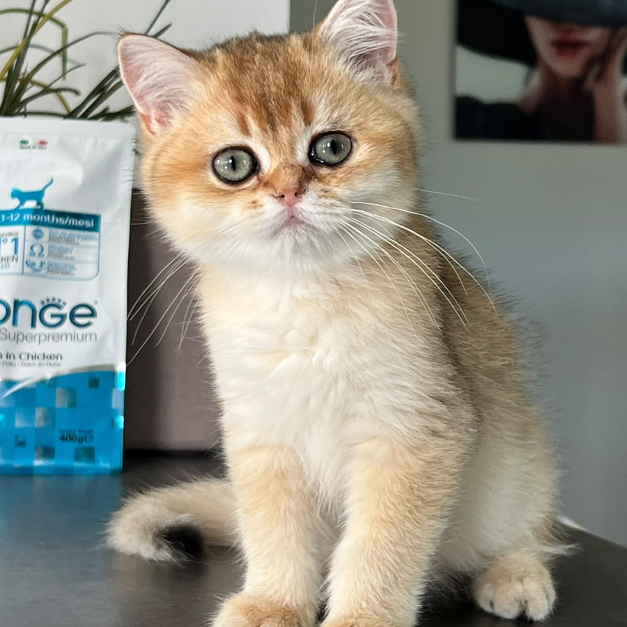 Winnie British Shorthair male, black golden shaded