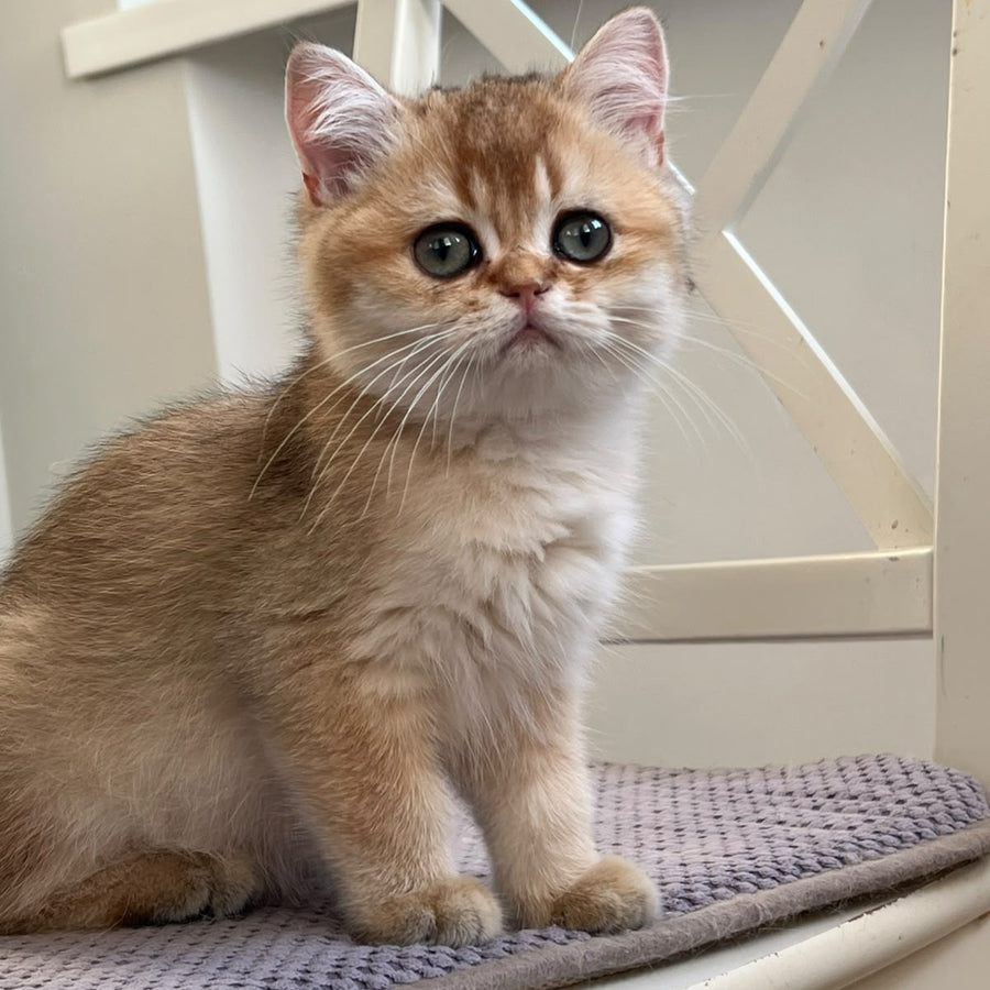 Winnie British Shorthair male, black golden shaded