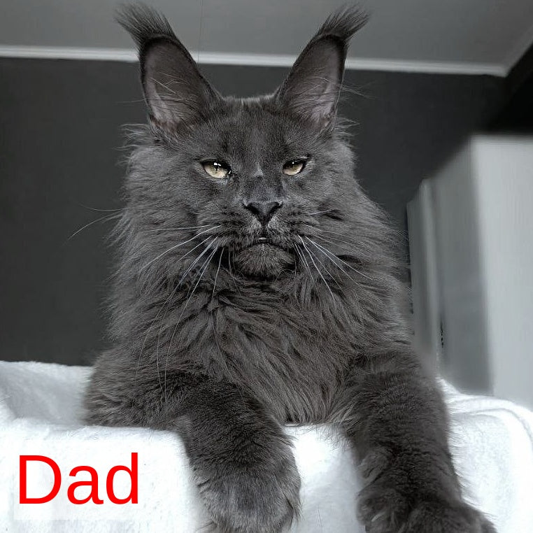 Kali Maine Coon female, blue
