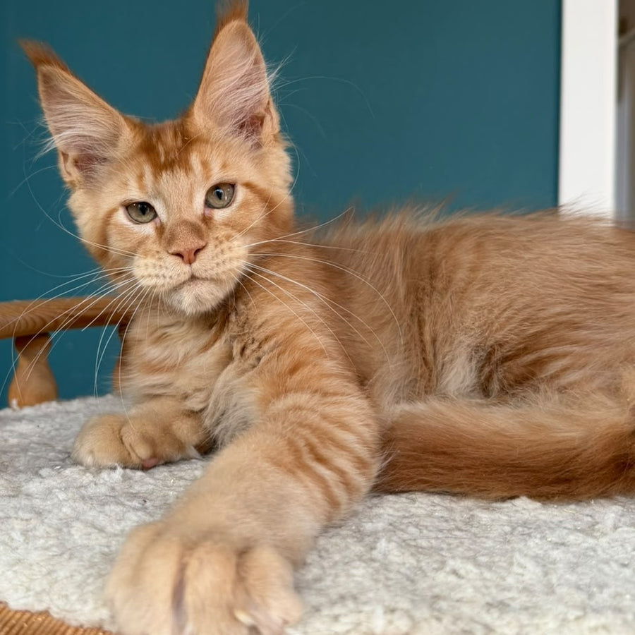 Wiski Maine Coon male, red