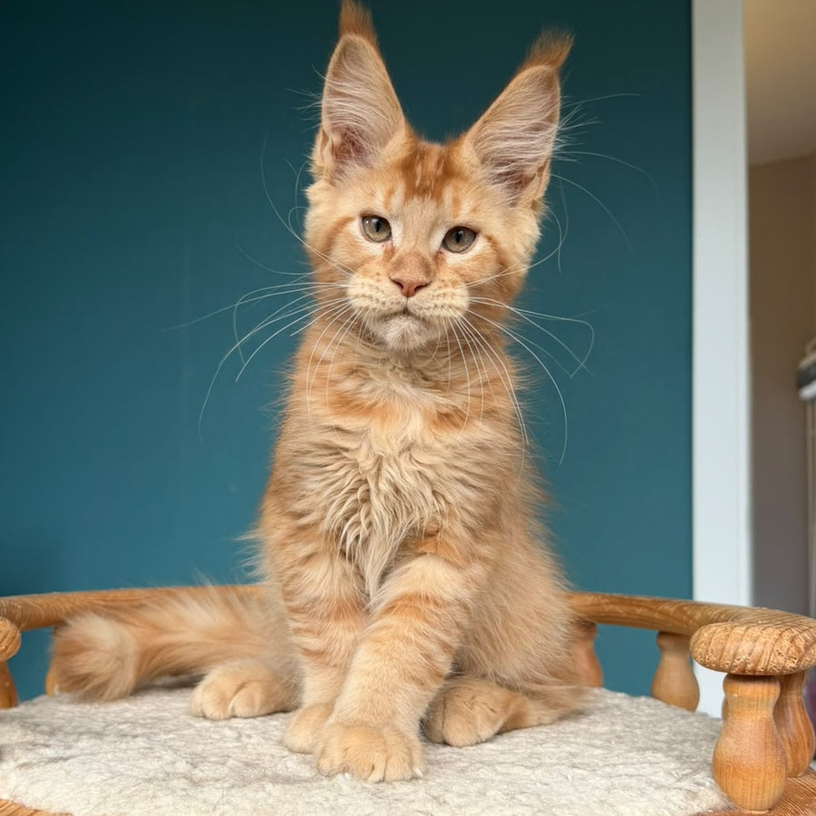 Wiski Maine Coon male, red