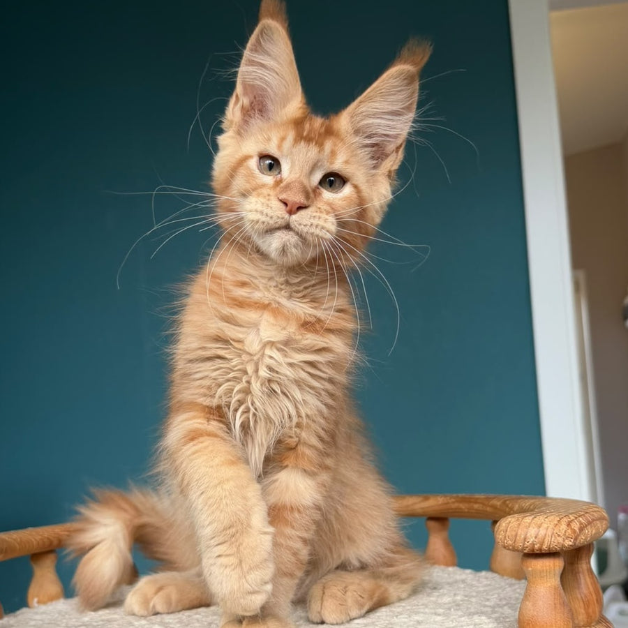 Wiski Maine Coon male, red