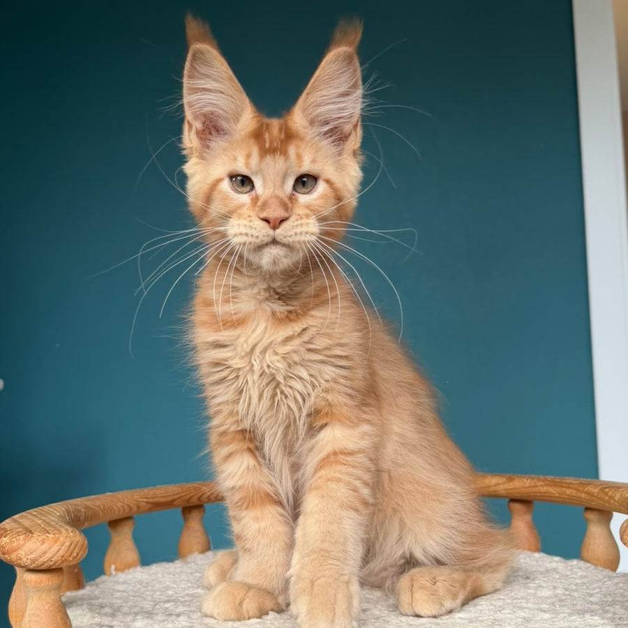 Wiski Maine Coon male, red