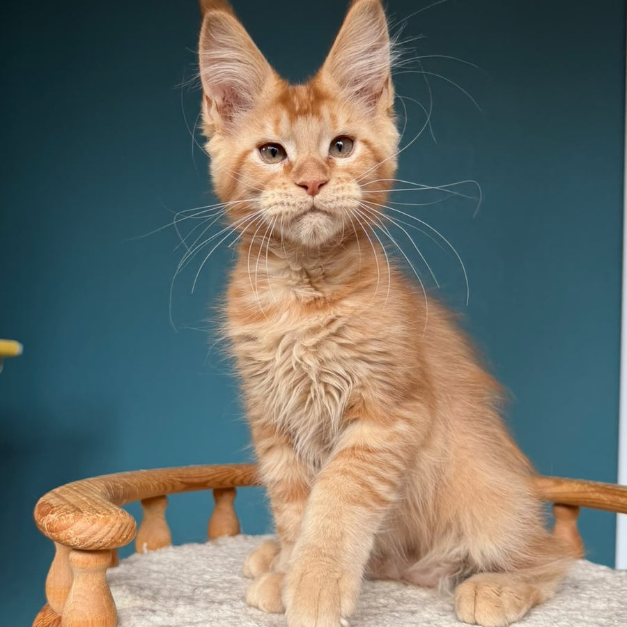 Wiski Maine Coon male, red