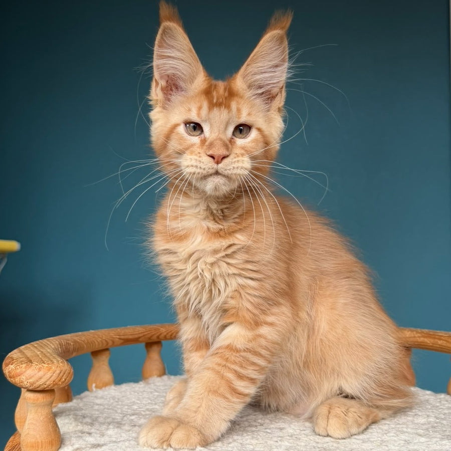 Wiski Maine Coon male, red