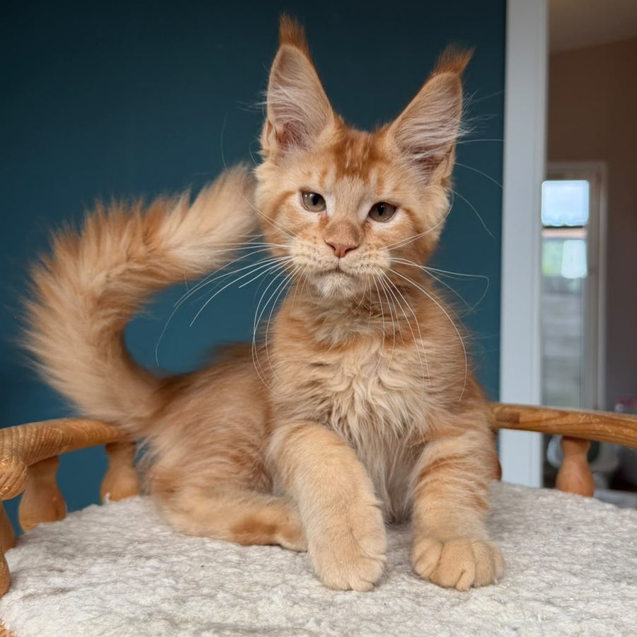 Wiski Maine Coon male, red