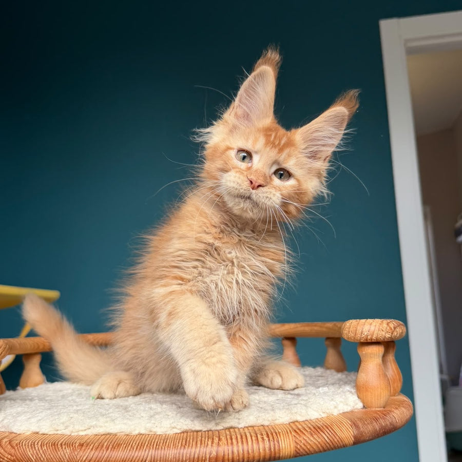 Wyatt Maine Coon male, red