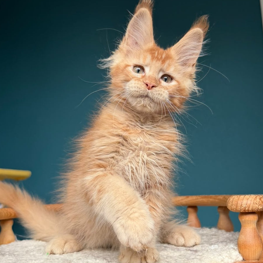 Wyatt Maine Coon male, red