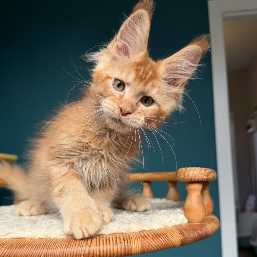 Wyatt Maine Coon male, red