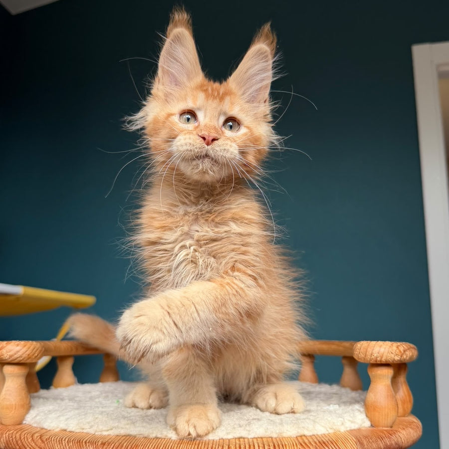 Wyatt Maine Coon male, red