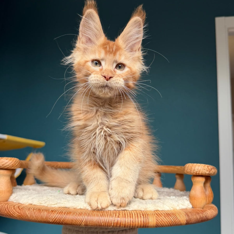 Wyatt Maine Coon male, red