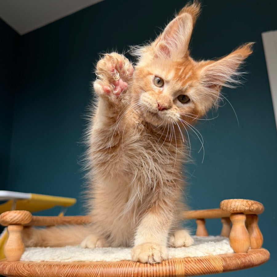 Wyatt Maine Coon male, red