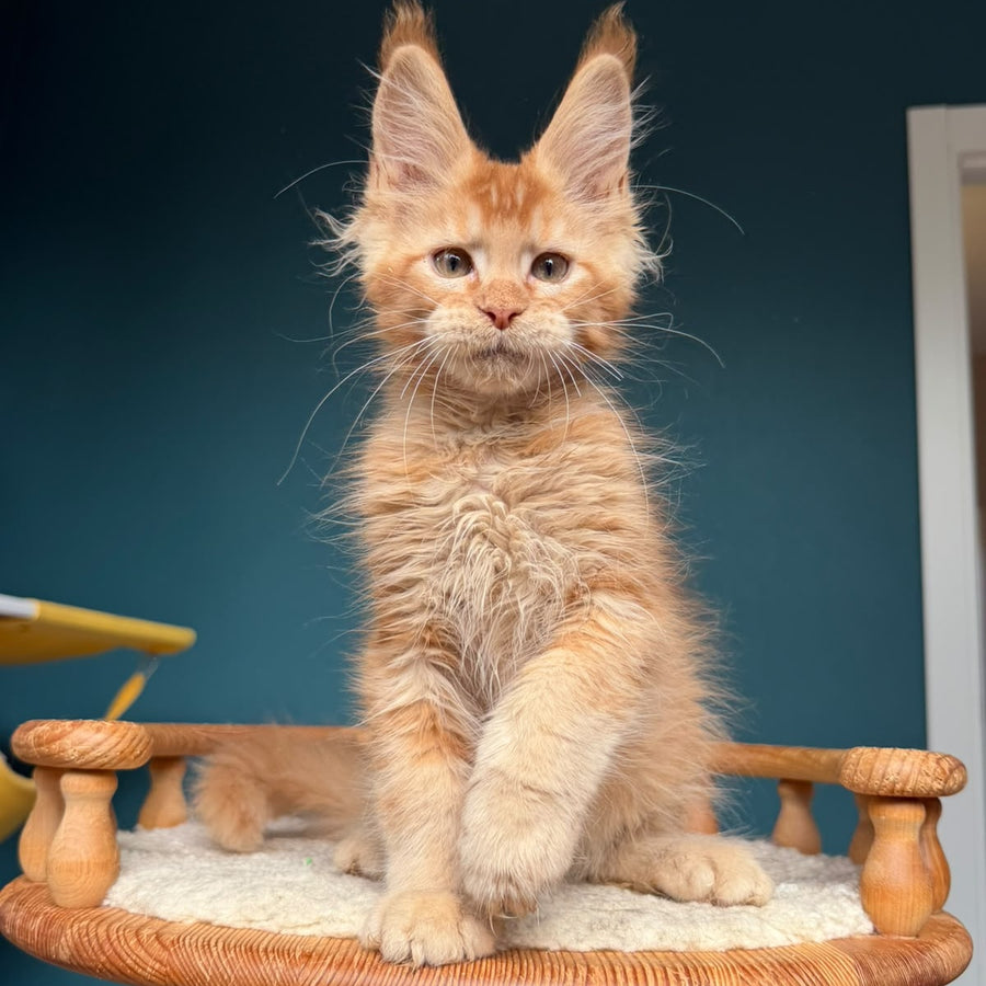 Wyatt Maine Coon male, red