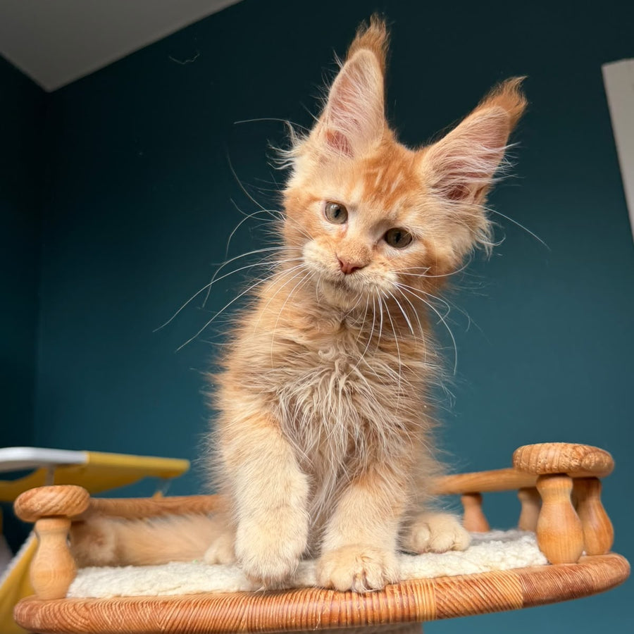 Wyatt Maine Coon male, red