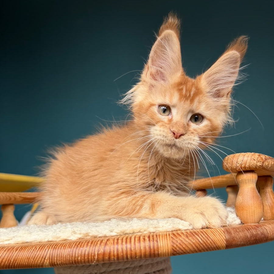 Wyatt Maine Coon male, red