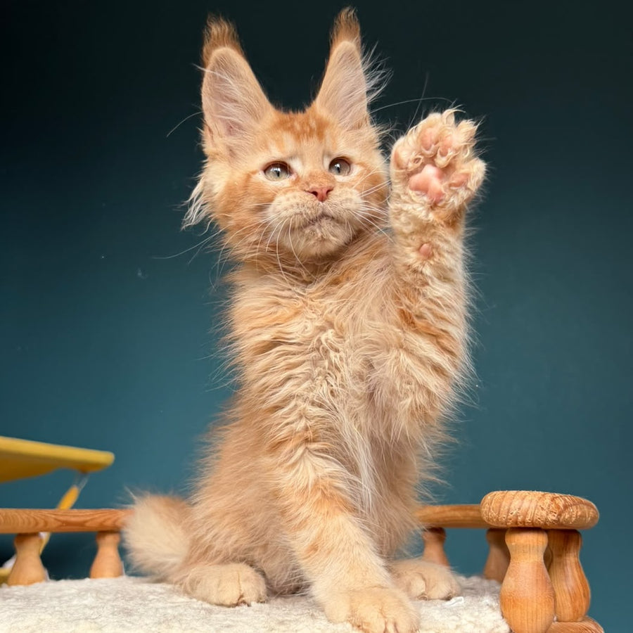 Wyatt Maine Coon male, red