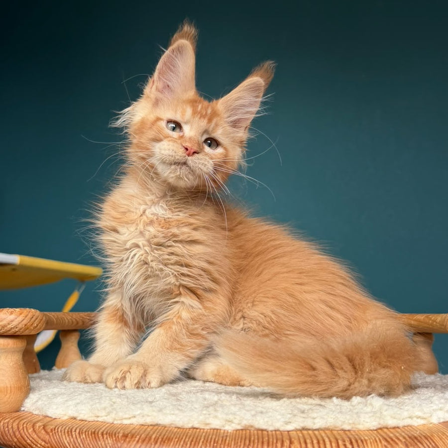 Wyatt Maine Coon male, red