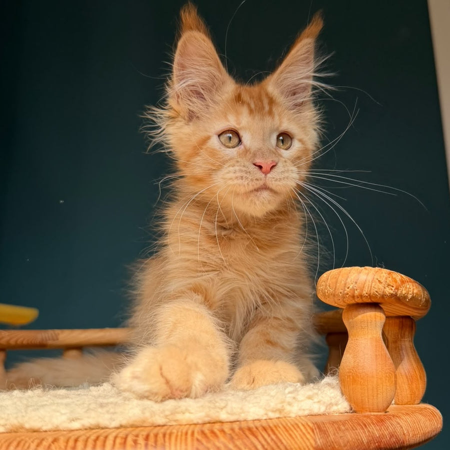 Winston Maine Coon male, red